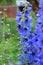 Close-up of blue delphinium flowers