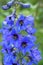 Close-up of blue delphinium flowers