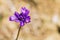 Close up of Blue dicks Dichelostemma capitatum, California