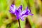 Close up of Blue dicks wildflowers Dichelostemma capitatum, Santa Clara county, south San Francisco bay area, California