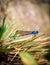 Close up Blue Dragonfly in Rainbow Pools