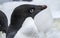 Close up of the blue eye of the adelie penguin
