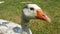 Close up of blue eye of a duck