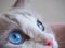 Close up blue eyes Ragdoll cat.