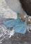 Close-up of the blue feet of a Blue-footed Booby, Galapagos Islands