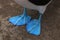 Close up of the blue feet from a blue footed booby showing the feathers in detail