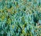 Close up of blue finger senecio plants