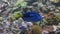 Close-up. A blue fish with a yellow tail swims in front of the camera.