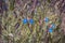 Close up blue flax blossom flowers on wild field concept photo.