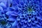 Close up of blue flower