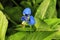 Close-up blue flower
