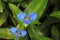 Close-up blue flower