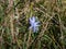 Close-up of blue flower of Common chicory, blue sailors, coffeeweed (cichorium intybus) in summer