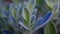 a close up of a blue flower with a green leafy stalk in the foreground and a blurry background of the flower head