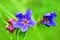 Close-up of a blue flower on a greenish background