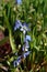 A close up of blue flower of Scilla siberica Siberian squill or wood squill, growing in the garden on a sunny day