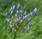 Close-up of a blue flowering Agapanthus plant