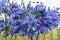 Close up of blue flowers of African Lily, Agapanthus `Margaret` Lily of the Nile covered with early morning dew