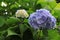 A close up of blue flowers of Hydrangea macrophylla (bigleaf, French, lacecap or mophead hydrangea, penny mac) 