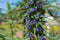 Close up of blue flowers of Liatris Spicata or Dense Blazing Star plant