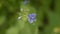 Close up blue flowers and out of focus green background. Veronica chamaedrys. Veronica Persica Flowers, Macro, Lawn