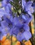 Close up blue flowers of  Polemonium `Bressingham Purple`