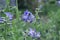 Close up of the blue flowers of an Polemonium plant, also known as Jacob`s-ladder or Greek valerian ,Polemoniaceae family in