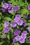 Close-up of a blue flowers of Solanum rantonnetii