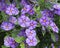 Close-up of a blue flowers of Solanum rantonnetii