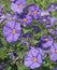 Close-up of a blue flowers of Solanum rantonnetii