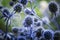 Close up of blue flowers, stems and leaves of thorny plant Eryngium planum, or the blue eryngo or flat sea holly. Natural floral