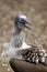 Close up of a blue footed booby