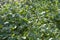 Close-up of blue germander speedwell Veronica chamaedrys flowers