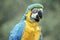 this is a close up of a blue and gold macaw