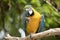 this is a close up of a blue and gold macaw