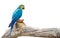 Close up Blue and Gold Macaw Perched on Branch Isolated on White Background with Copy Space and Clipping Path