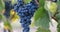 Close-up of blue grape hanging in a vineyard during a breeze