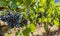 Close-up of blue grapes on vines on the Moselle