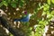 Close-up of a Blue-and gray tanager (Thraupis episcopus) perched on a branch in front of a stone walls in