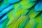Close up of blue and green feathers of exotic parrot bird