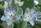 Close-up of blue-green violets blossom on a blurred background