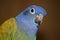 Close up of blue headed pionus parrot.