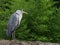 Close-up of blue Heron Ardea herodias