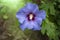 Close up of blue hibiscus flower, Hibiscus rosa-sinensis also known as Chinese hibiscus. Floral background