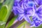 Close up of a blue hyacinth