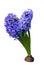 Close up blue hyacinth flower isolated on white background.Saved with clipping path