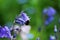 A close-up of a blue Hyacinthoides hispanica in blossom and a bumblebee