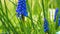 Close-up of blue hyacinths with water drops and green leaves in a spring garden