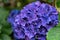 Close up of a blue hydrangea bloom growing in a garden, green leaves in background