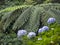 Close up blue hydrangea flowers and rich green rainforest vegetation with tree fern Dicksonia antarctica in Sao Miguel
